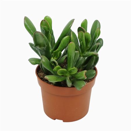 Crassula Horntree 10,5 Cm