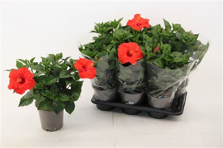 Hibiscus Red Bordeaux 6+