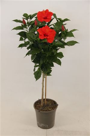 Hibiscus Bordeaux Op Stam