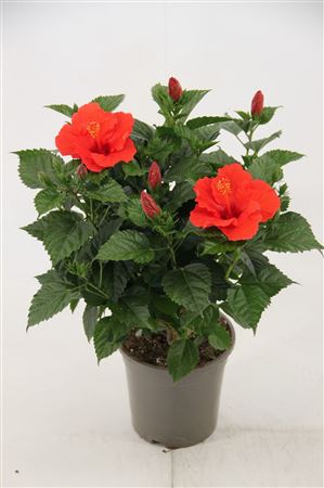 Hibiscus Bordeaux