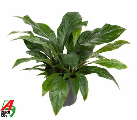 Anthurium Jungle Bush 3pp