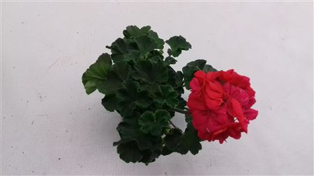 Pelargonium Zon Lucky