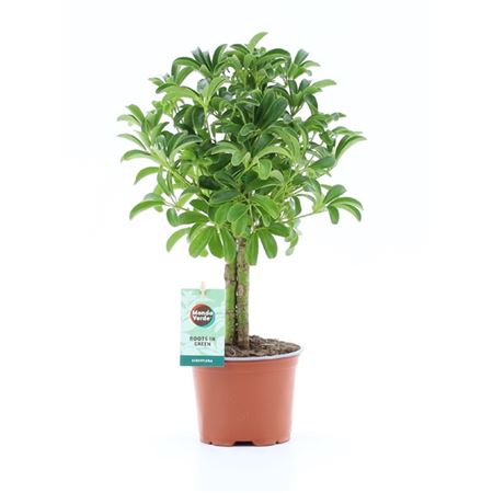 Schefflera Luseana On Stem