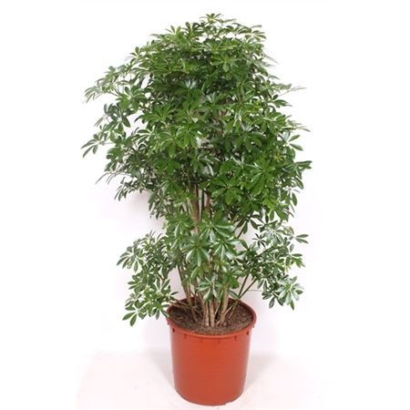 Schefflera Luseana