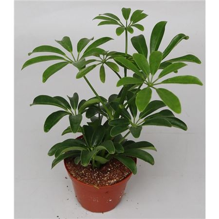 Schefflera Luseana