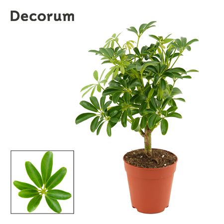 Schefflera Arboricola Luseana On Stem (decorum)
