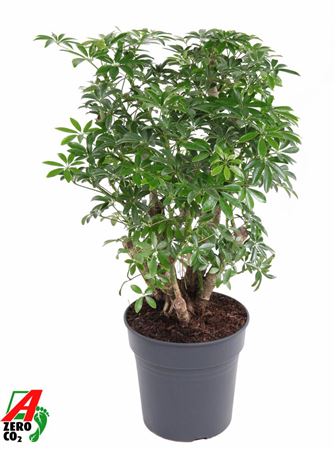 Schefflera Luseana Branched