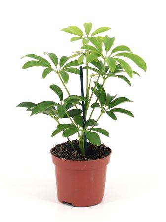 Schefflera Luseana