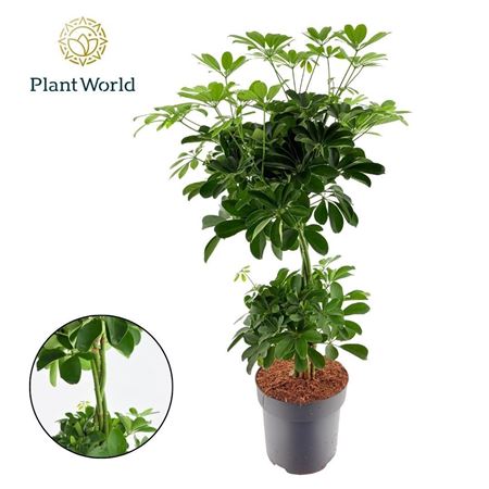 Schefflera Nora Vlecht Duo Bol