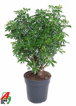 Schefflera Luseana