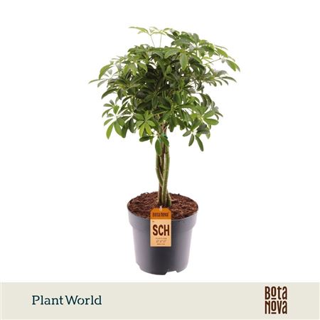 Schefflera Luseana Gevlochten Stam
