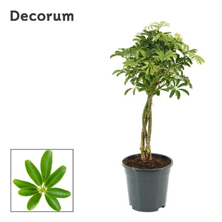 Schefflera Arboricola Luseana Op Stam 17 Cm (decor