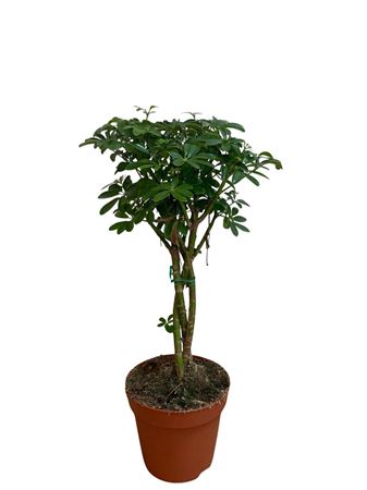 Schefflera Twisted Stem