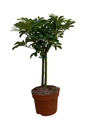 Schefflera