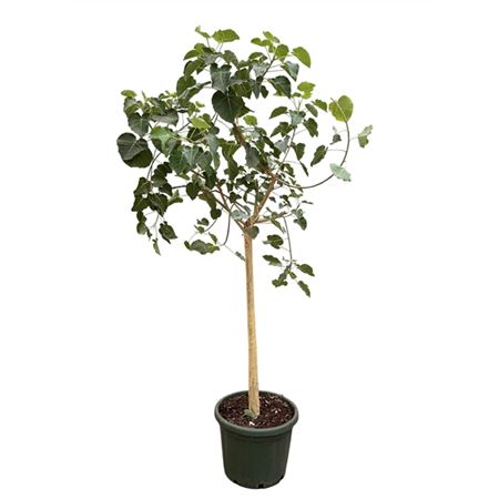 Фикус Петиолярис