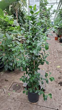 Ficus Microcarpa Moclame