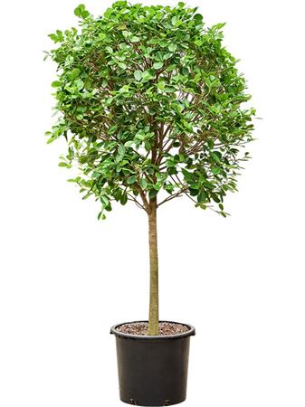 Ficus Microcarpa Moclame
