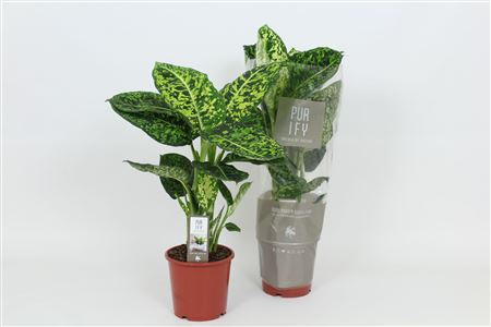 Dieffenbachia Reflector