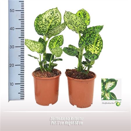 Dieffenbachia Reflector