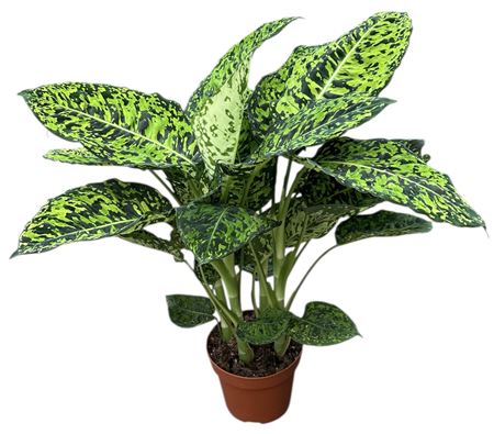 Dieffenbachia Reflector
