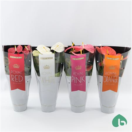 Anth An Royal Mix 5+