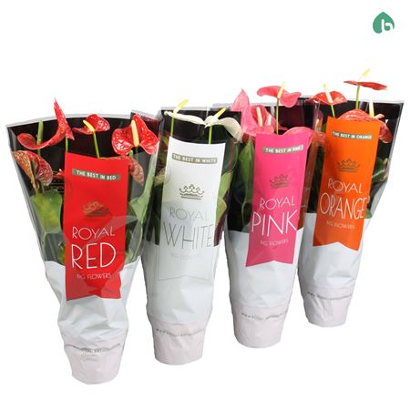 Anth An Royal Mix 5+