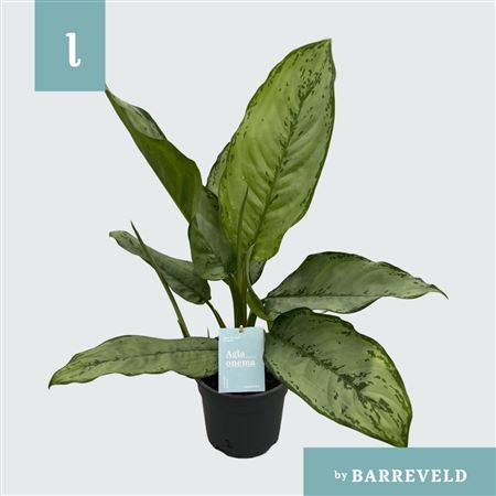 Aglaonema Freedman