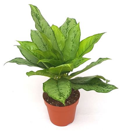 Aglaonema Freedman