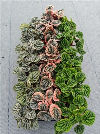 Peperomia Caperata Mix