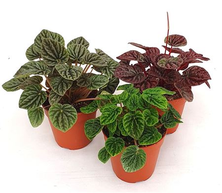 Peperomia Caperata Mix