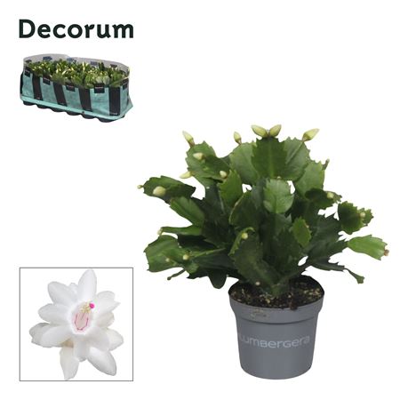 Schlumbergera White (decorum)