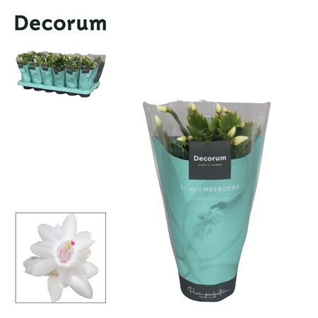 Schlumbergera White In Sleeve (decorum)