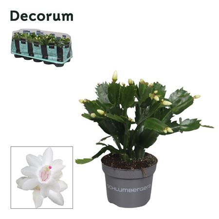 Schlumbergera White (decorum)