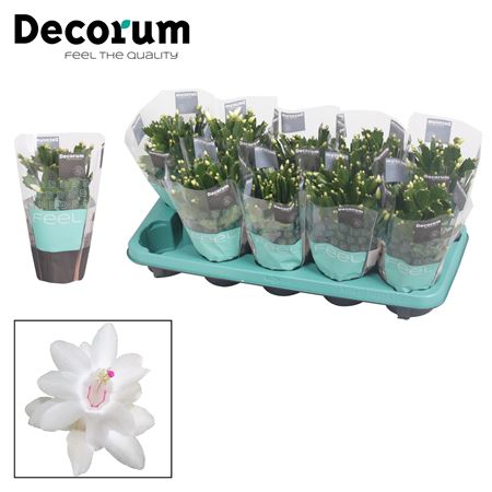 Schlumbergera White In Sleeve (decorum)