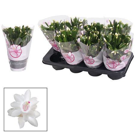Schlumbergera White Ton Sur Ton Sleeve
