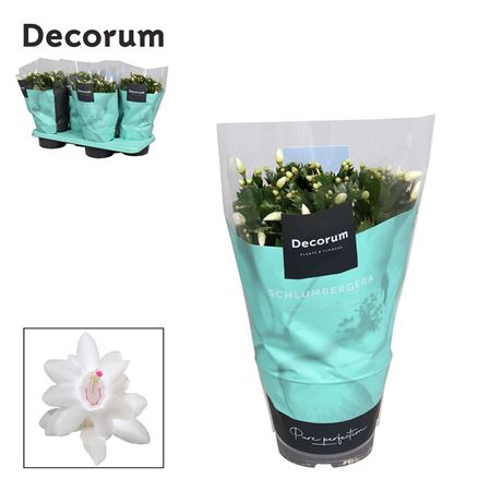 Schlumbergera White Malissa (decorum)