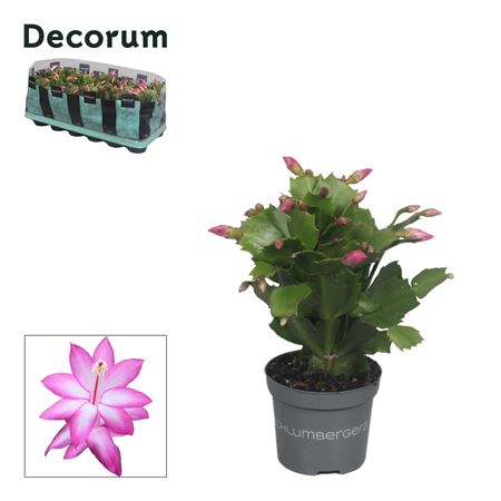 Schlumbergera Pink Bicolor (decorum)