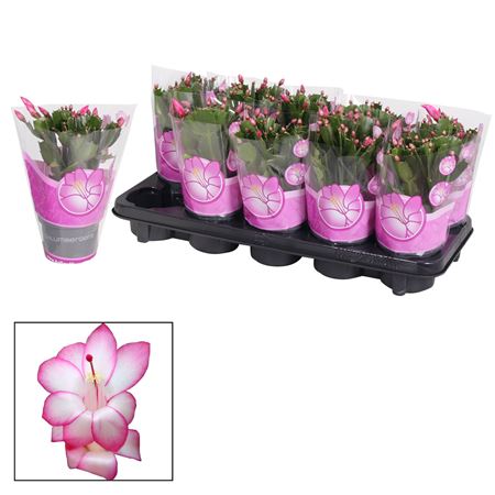 Schlumbergera (purple Dancer
