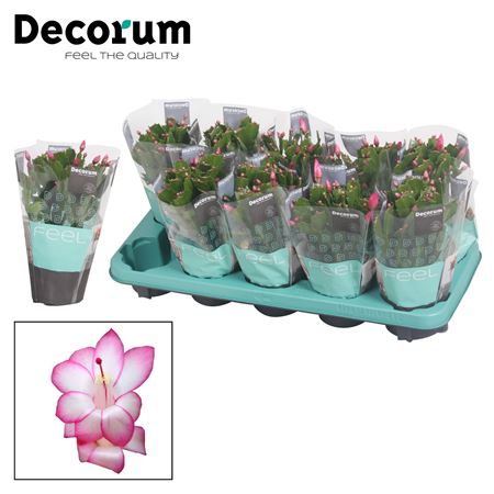 Schlumbergera Purple In Sleeve (decorum)