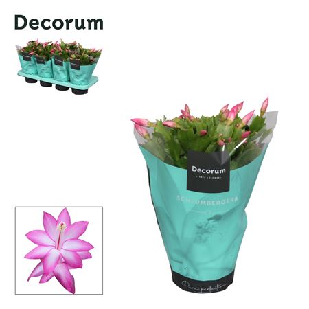 Schlumbergera Purple (decorum)