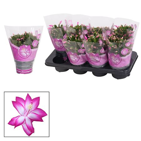 Schlumbergera Purple Ton Sur Ton