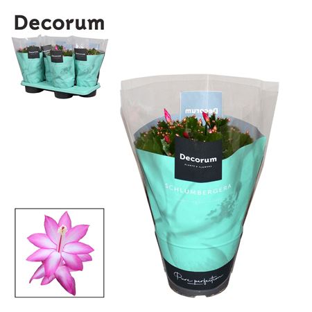 Schlumbergera Purple Jolly Dancer (decorum)