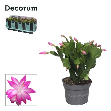 Schlumbergera Pink (decorum)