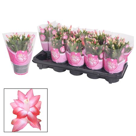 Schlumbergera Pink