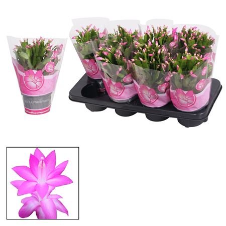 Schlumbergera Pink