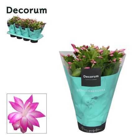 Schlumbergera Pink (decorum)