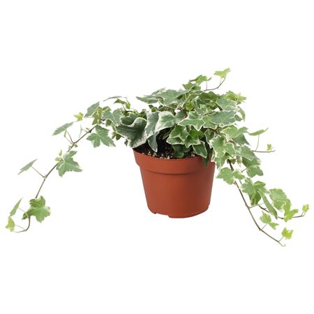 Hedera Helix Ingelise