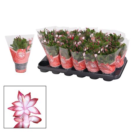 Schlumbergera Red Exotic