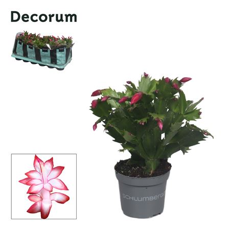 Schlumbergera Red Exotic (decorum)
