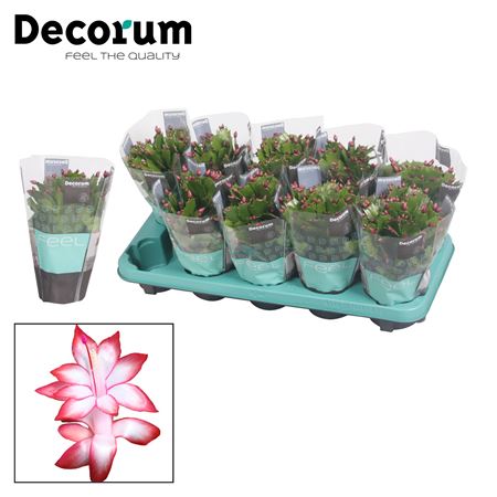 Schlumbergera Red Exotic (decorum)